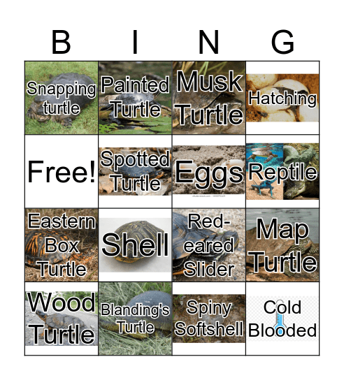 Turtle Bingo Card