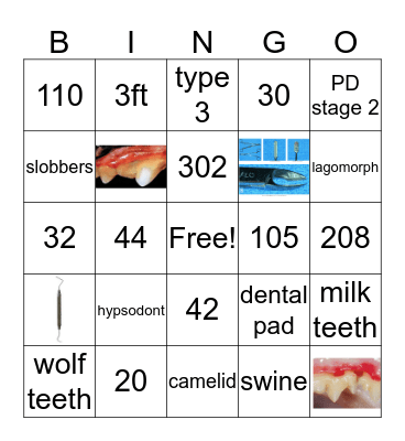 Animal Denistry Bingo Card