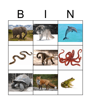 Zoo Animals Bingo Card