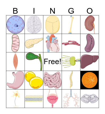 Anatomy Bingo Card