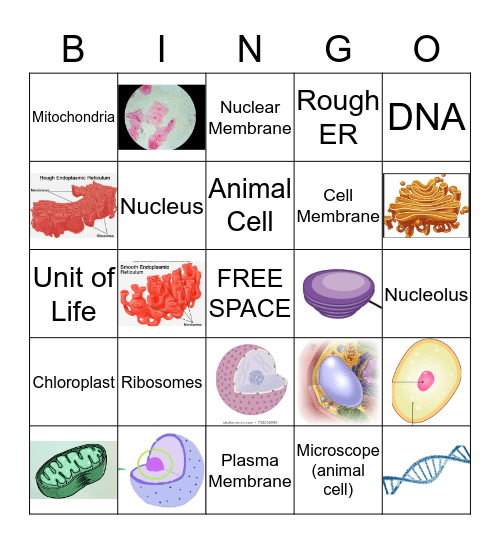 Animal Cells Bingo Card