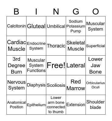 A&P Final Review Bingo Card