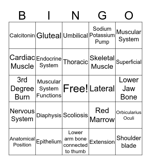 A&P Final Review Bingo Card