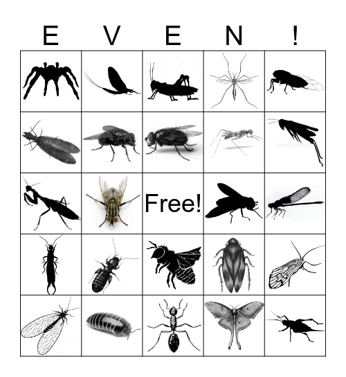 Even's Graduation Bug Bingo Card