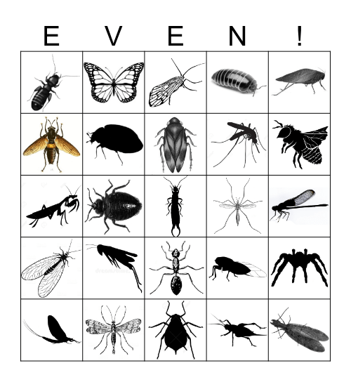 Even's Graduation Bug Bingo Card