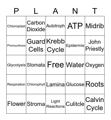 Photosynthesis Bingo Card