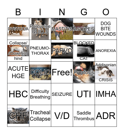 SVECCS BINGO NIGHT Bingo Card