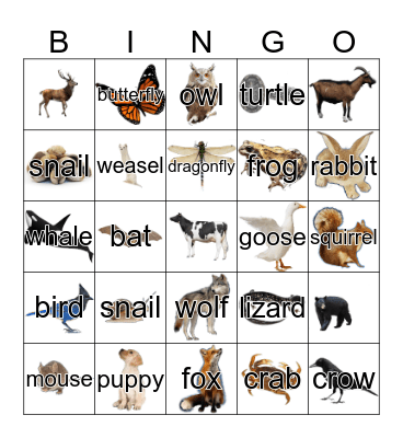 Animals Bingo Card