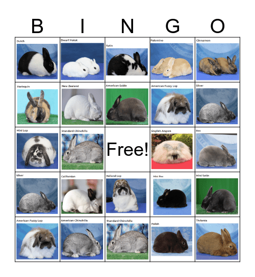 Rabbit Breeds Bingo Card