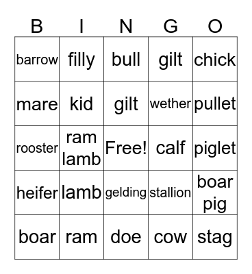 Animal Terminology  Bingo Card