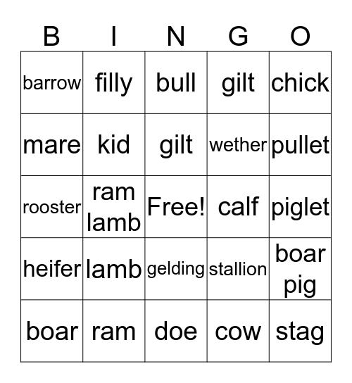 Animal Terminology  Bingo Card