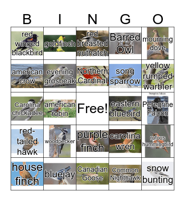 Backyard Birds Bingo Card