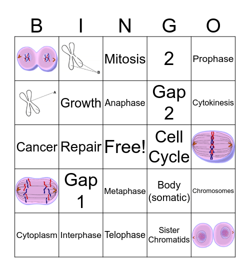 Cell Cycle Bingo!  Bingo Card