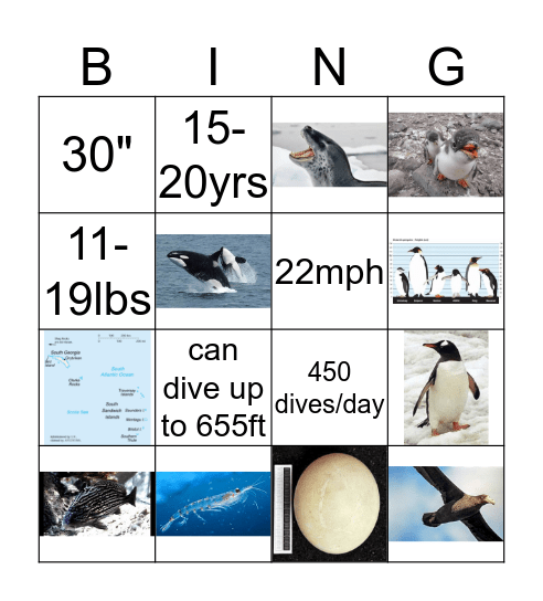 Gentoo Penguin Bingo Card