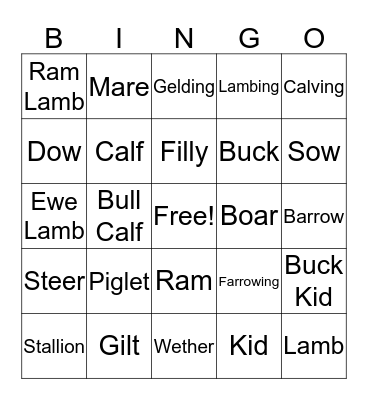Animal Terminology Bingo Card