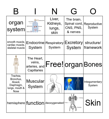 Human Body Systems Bingo Card