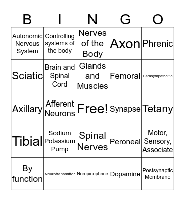 Nervous System Test Review Bingo Card