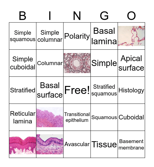 Epithelial Tissue Bingo Card
