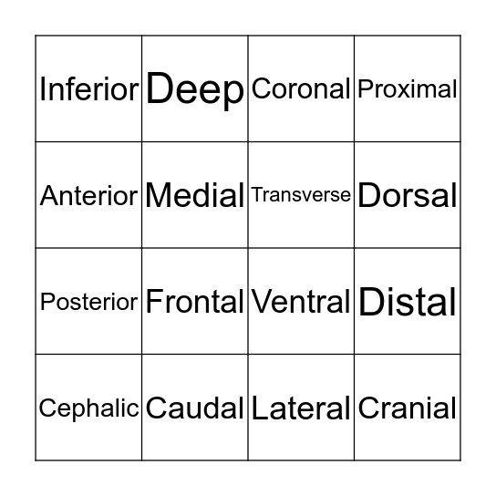 Anatomical Planes & Directions Bingo Card