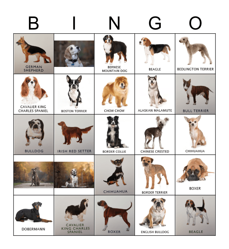 DOGS Bingo Card