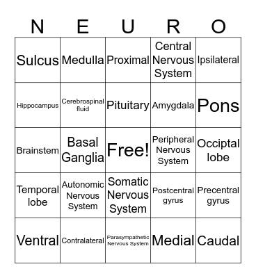 Neuroanatomy BINGO Card
