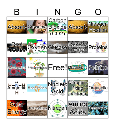 Carbon and Nitrogen Cycle  Bingo Card