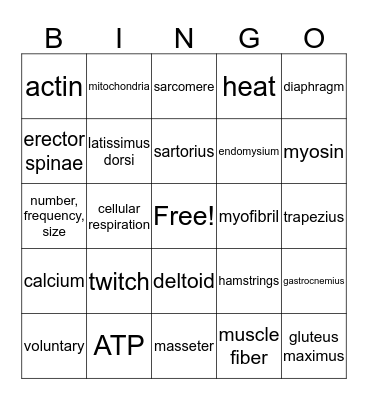 Muscular System Review Bingo Card