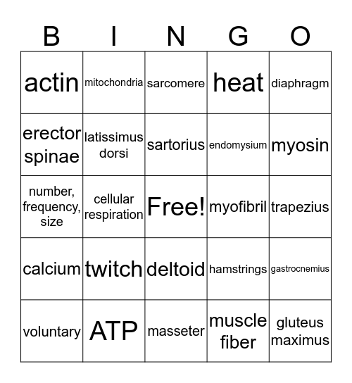 Muscular System Review Bingo Card