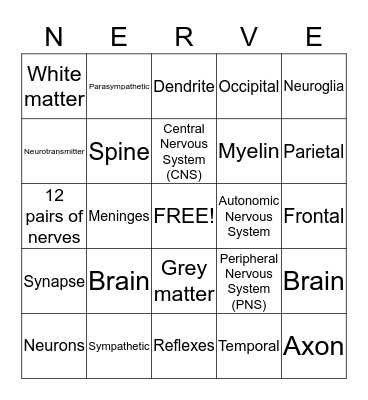 Nervous System  Bingo Card