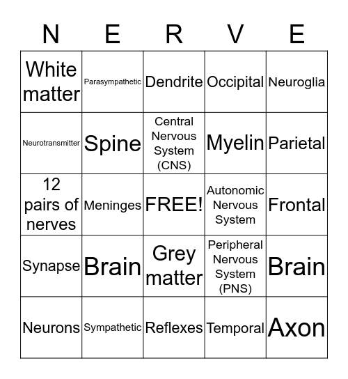 Nervous System  Bingo Card