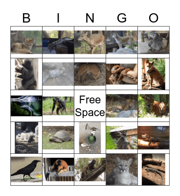 Art Safari Bingo Card