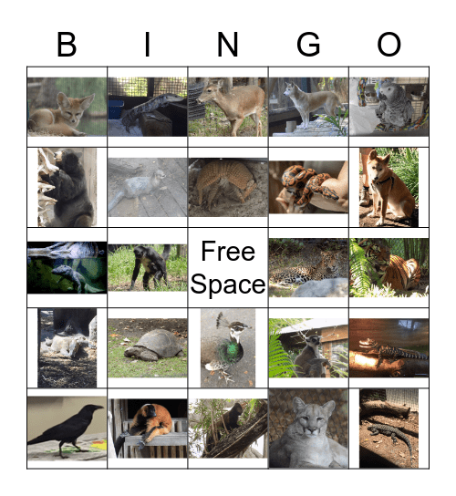 Art Safari Bingo Card