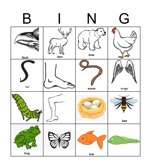 Animal Body Parts and Life Cycles Bingo Card