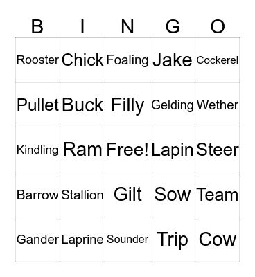Animal Terminology  Bingo Card