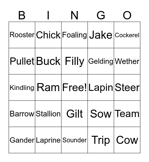 Animal Terminology  Bingo Card