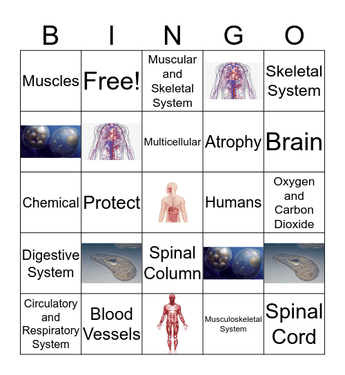 HUMAN BODY SYSTEMS REVIEW GAME Bingo Card