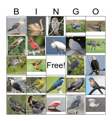 Florida Birds! Bingo Card