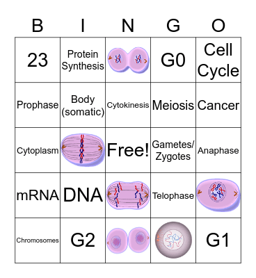 Cell Cycle Bingo!  Bingo Card