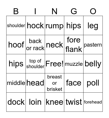 sheep anatomy Bingo Card