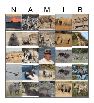 Namibian Wildlife and other strange Sites Bingo Card