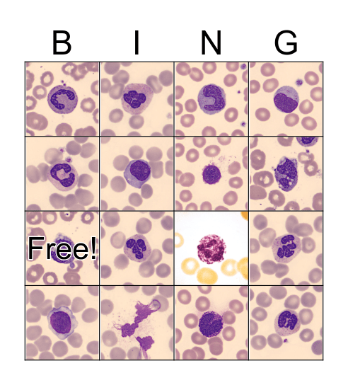 WHITE BLOOD CELLS Bingo Card