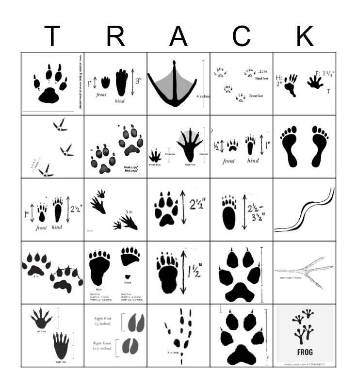 Animal Tracking Bingo Card