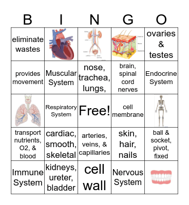 Human Body System Bingo Card