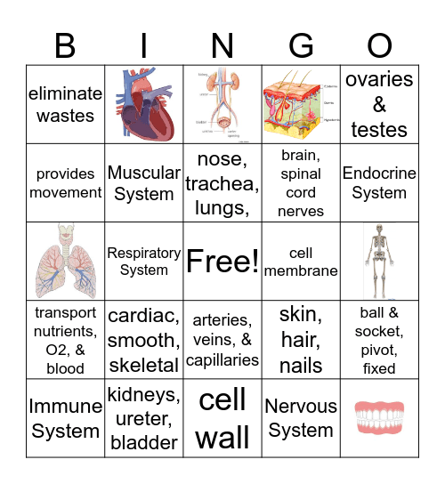 Human Body System Bingo Card