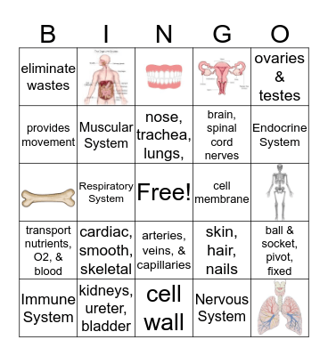 Human Body System Bingo Card