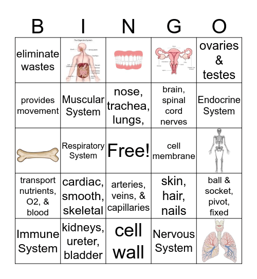 Human Body System Bingo Card