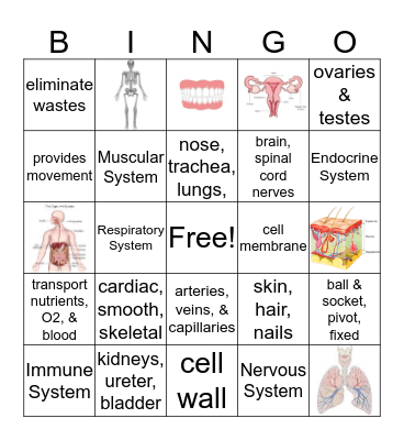 Human Body System Bingo Card