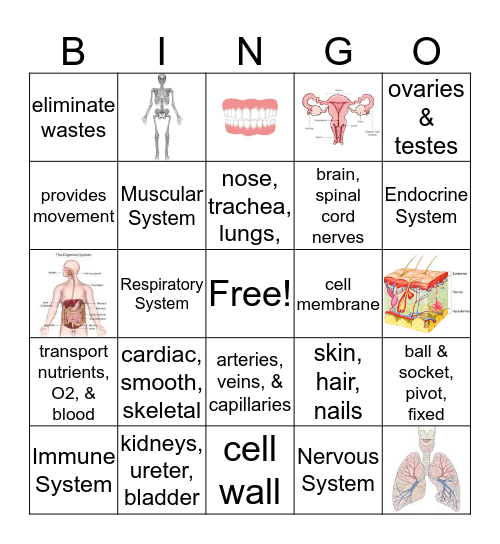 Human Body System Bingo Card