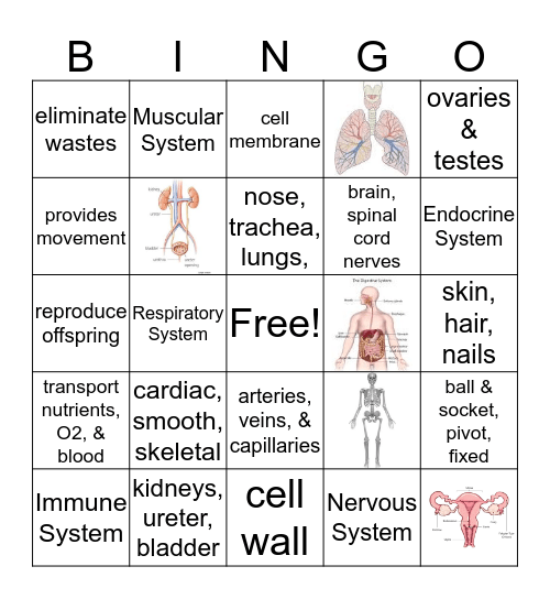 Human Body System Bingo Card