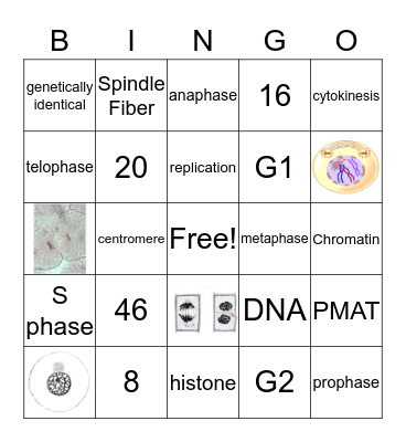 Mitosis Bingo Card